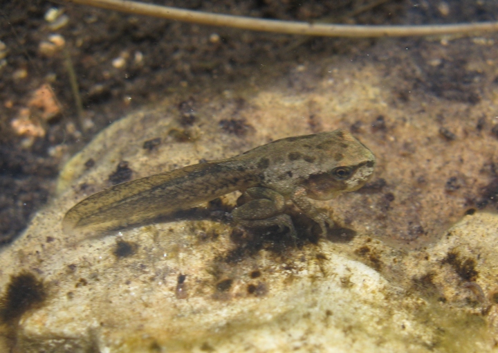 Pacific Treefrog